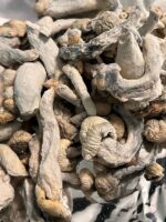 albino penis mushroom