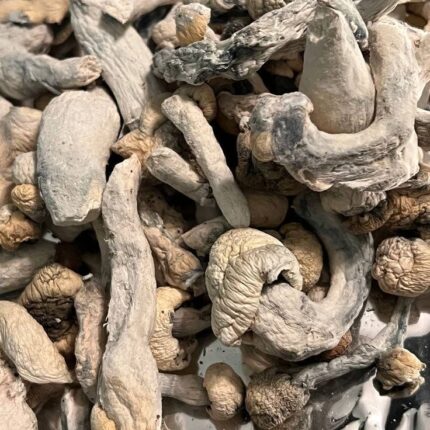 albino penis mushroom