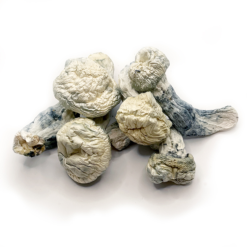 buy mushrooms berlin buy mushrooms berlin