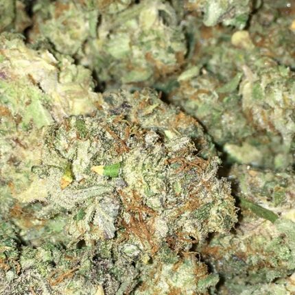 Buy Apple Fritter Strain Online