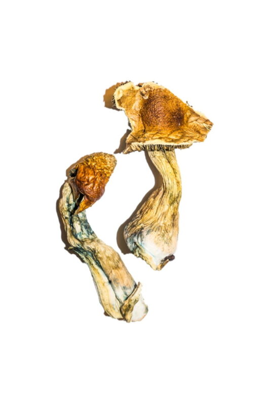buy mushrooms online