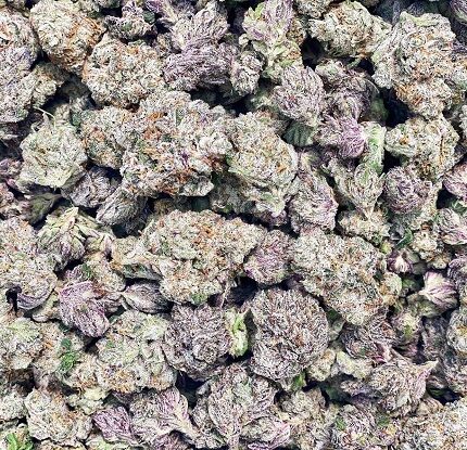 black cherry punch strain