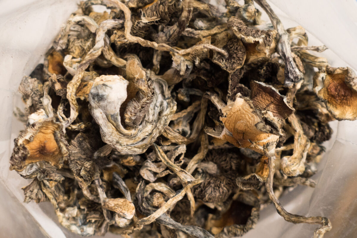 where can i buy mushrooms near me