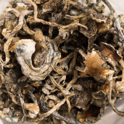 where can i buy mushrooms near me