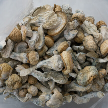 albino penis mushroom