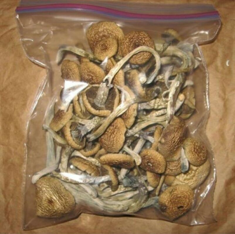 Golden Teacher magic mushroom