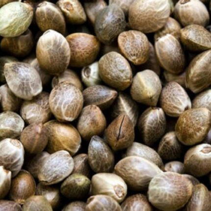 blue dream seeds feminized