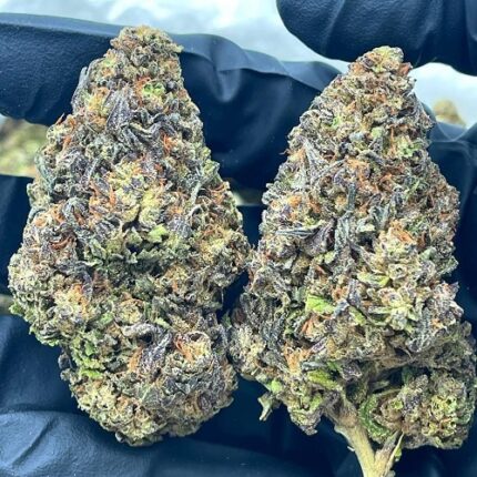 Candyland Strain in Europe