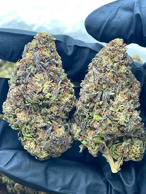 Candyland Strain in Europe Candyland Strain in Europe