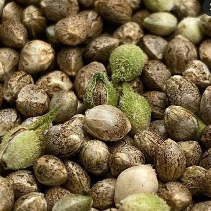 colombian gold seeds for sale