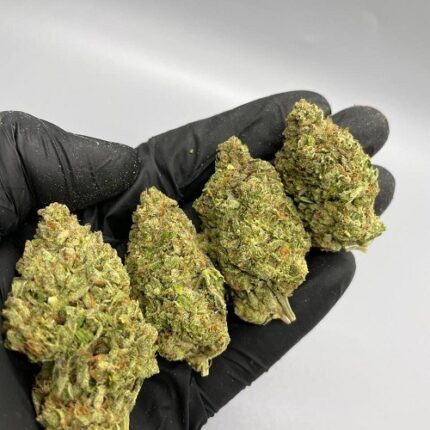 Colorado Clementine strain Europe