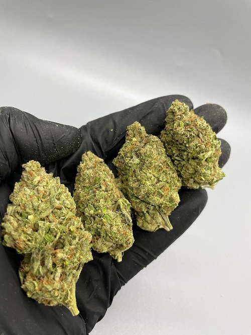 Colorado Clementine strain Europe Colorado Clementine strain Europe