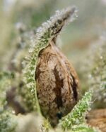 fire og seeds for sale