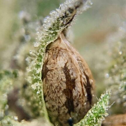 fire og seeds for sale