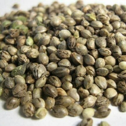 gelato 41 seeds for sale