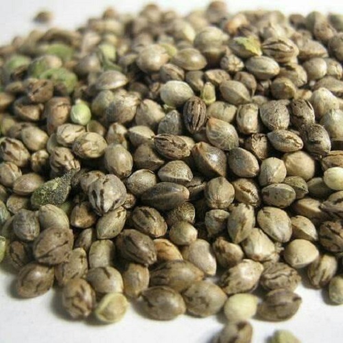 gelato 41 seeds for sale gelato 41 seeds for sale