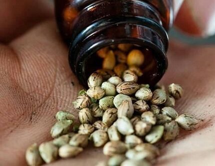 gorilla glue seeds for sale