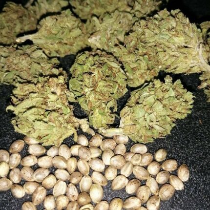 granddaddy purple seeds for sale