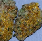 sun rocks weed strain