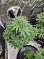 Purple Lemonade seeds