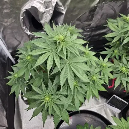 Purple Lemonade seeds