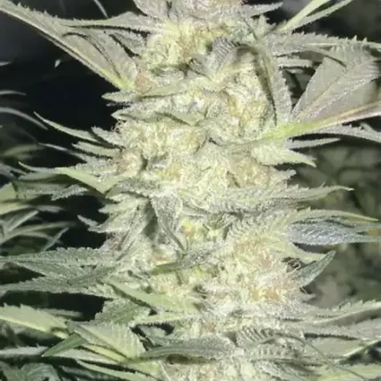 white widow seeds for sale