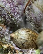 purple lemonade seeds for sale