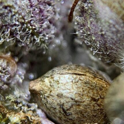 purple lemonade seeds for sale