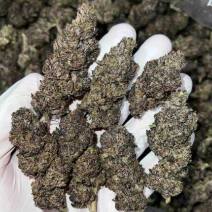 purple octane strain uk