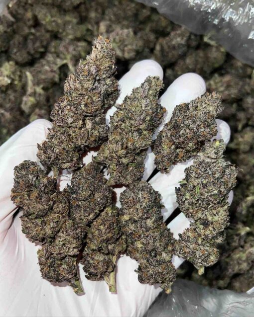Purple Octane Strain Uk Buy Premium Purple Octane Online