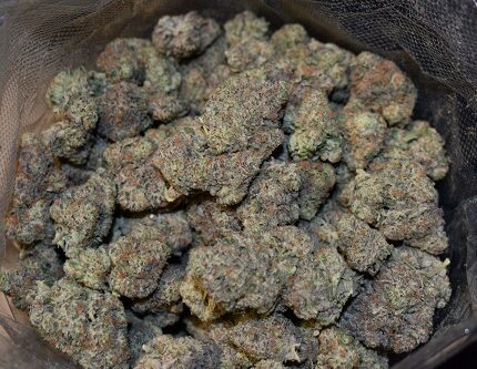 best sativa strains uk