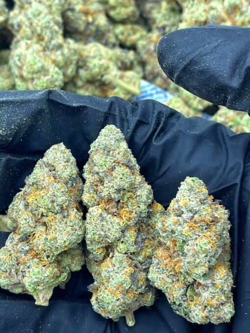 sour tangie strain sour tangie strain