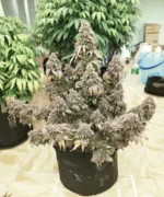 super boof seeds for sale