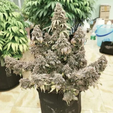 super boof seeds for sale