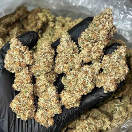 tahoe og kush strain review