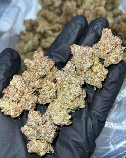 zookies weed strain zookies weed strain