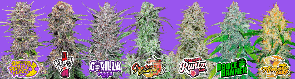 GreenHarmonyWellness