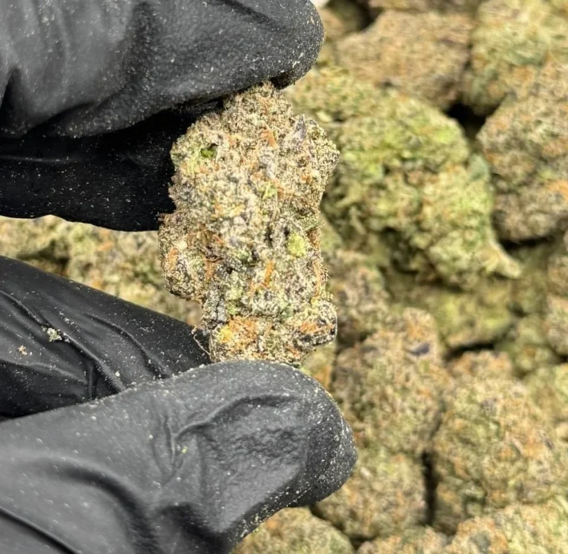 cherry gushers weed