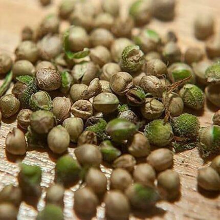 white widow seeds for sale