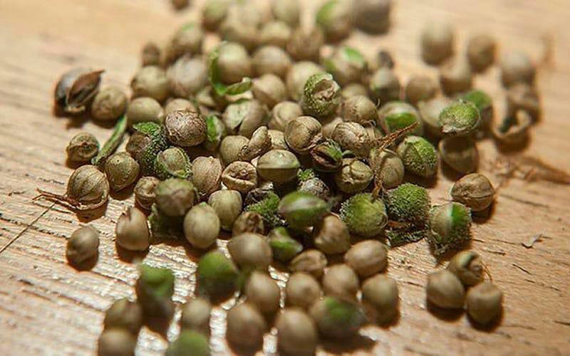 white widow seeds for sale white widow seeds for sale