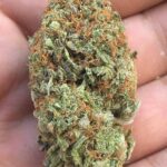 buy platinum kush mints strain