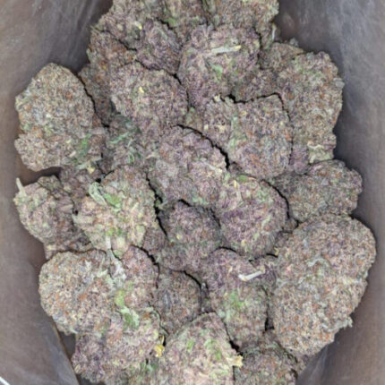 purple haze strain for sale