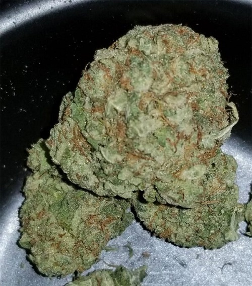 tuna kush strain tuna kush strain